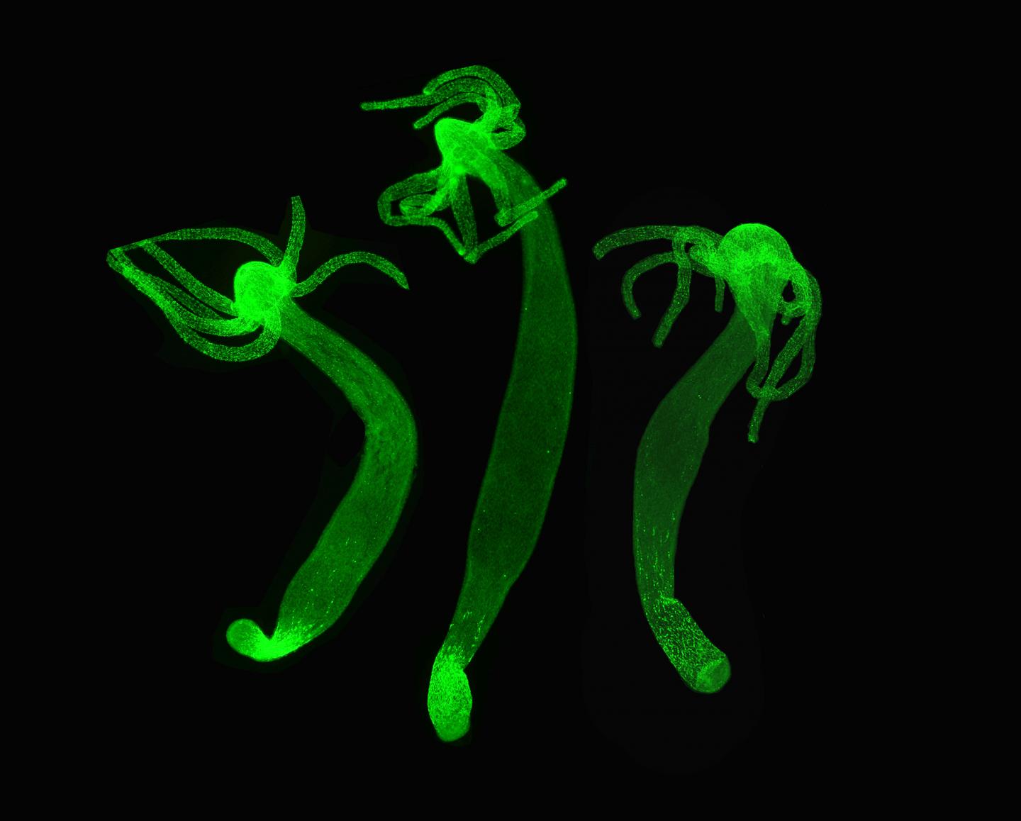 Kraken 13 at com