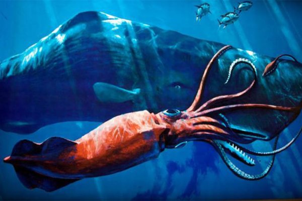 Kraken 22 аt